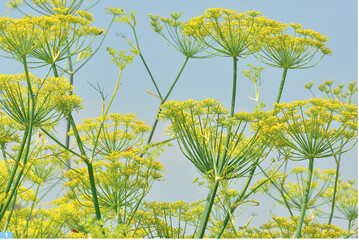Der kurzlebige <em>Foeniculum vulgare </em>ist eine beeindruckende Staude fr den Hintergrund mit extremer Anziehungskraft auf Insekten.