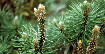 Frabild durch Kiefernbuschhornblattwespen