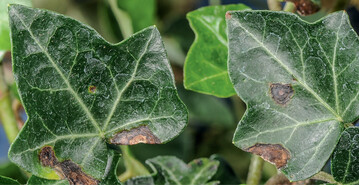 Bakteriell bedingte Blattflecken an Efeu, verursacht durch <em>Xanthomonas campestris </em>pv. <em>hederae </em>