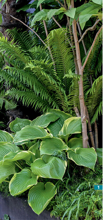 Zu den Pflanzen, die den „Tropischen Hinterhof" prgen, gehren <strong>Magnolia tripetala </strong>, <strong>Matteuccia struthiopteris </strong>(Typ Uwe Peglow, besonders growchsig) und die ebenfalls hellgrnlaubige <strong>Hosta </strong>‘Winter Snow’ mit fast schon ledrigen Blttern. Im Unterwuchs finden sich unter anderem das Japanwaldgras ( <strong>Hakonechloa macra </strong>) und Waldmeister.