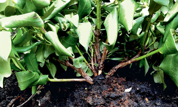 Infolge von Staunsse vertrockneter <em>Rhododendron </em>und zerfallener Wurzelballen