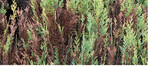Oben: Aus der Distanz betrachtet: Durch <em>Pseudocercospora </em> <em>thujina </em>geschädigte Hecke von <em>Chamaecyparis </em> <em>lawsoniana </em>