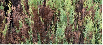 Oben: Aus der Distanz betrachtet: Durch <em>Pseudocercospora </em> <em>thujina </em>geschdigte Hecke von <em>Chamaecyparis </em> <em>lawsoniana </em>