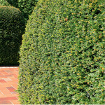 So einfach wie hier ist es bei Niveauunterschieden nicht  ab wo die Heckenhöhe gemessen wird, regelt Bayern nun anders.