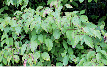 Blattfleckenpilz <em>Septoria </em>an Hartriegel