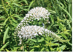 Lysimachia clethroides