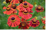 Gut abgeschnitten: <em>Helenium </em>-Sorte Amber Dwarf