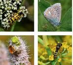 Die Vielfalt der Fluginsekten (hier: Widderbock, Bläuling, Solitärbiene und Knotenwespe) ist eigentlich riesig. Doch der Schwund der Lebensräume und die intensive Landwirtschaft sorgen dafür, dass viele Arten verschwinden oder in ihrer Individuenzahl stark zurückgehen.