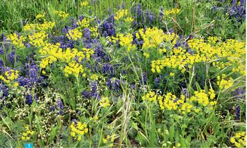 Bunter Teppich aus Zypressenwolfsmilch ( <em>Euphorbia cyparissias </em>) und Genfer Gnsel ( <em>Ajuga genevensis </em>).