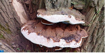 Zu den Schwcheparasiten an Straen- und Parkbumen zhlt der Flache Lackporling ( <em>Ganoderma applanatum </em>).