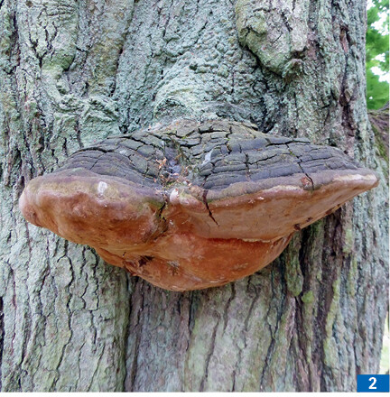 Chernigovdagi fohishalarning telefon raqami Er cuckold xotini va sevgilisi surati