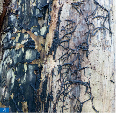 Armanistonda jinsiy aloqani bepul tomosha qiling Ikki uchun porno xotini