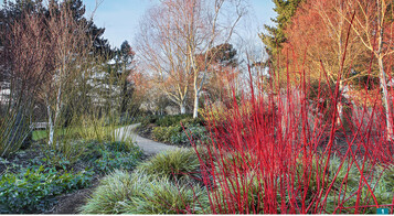 Da sag mal einer, der Winter knnte nicht bunt sein: <em>Cornus alba </em>‘Sibirica’ in Knallrot wirken vor immergrner <em>Carex morrowii </em>‘Fisher’s Form’ und den Birken.
