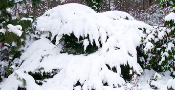 Schneelast auf <em>Juniperus </em>× <em>pfitzeriana </em>