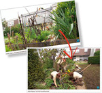 In einem SWR-Film wurde ein Garten für den Hausverkauf in Ordnung gebracht von der Firma Schradi aus Rutesheim.