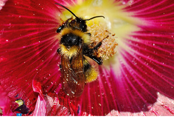Hummel auf einer Malvenblte ( <em>Alcea rosea </em>)
