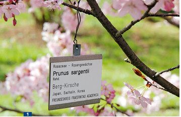 Wer einen botanischen Garten oder eine Grtnerei in der Nhe hat, kann dort Pflanzenkenntnisse erwerben – durch Sehen, Fhlen, Riechen.