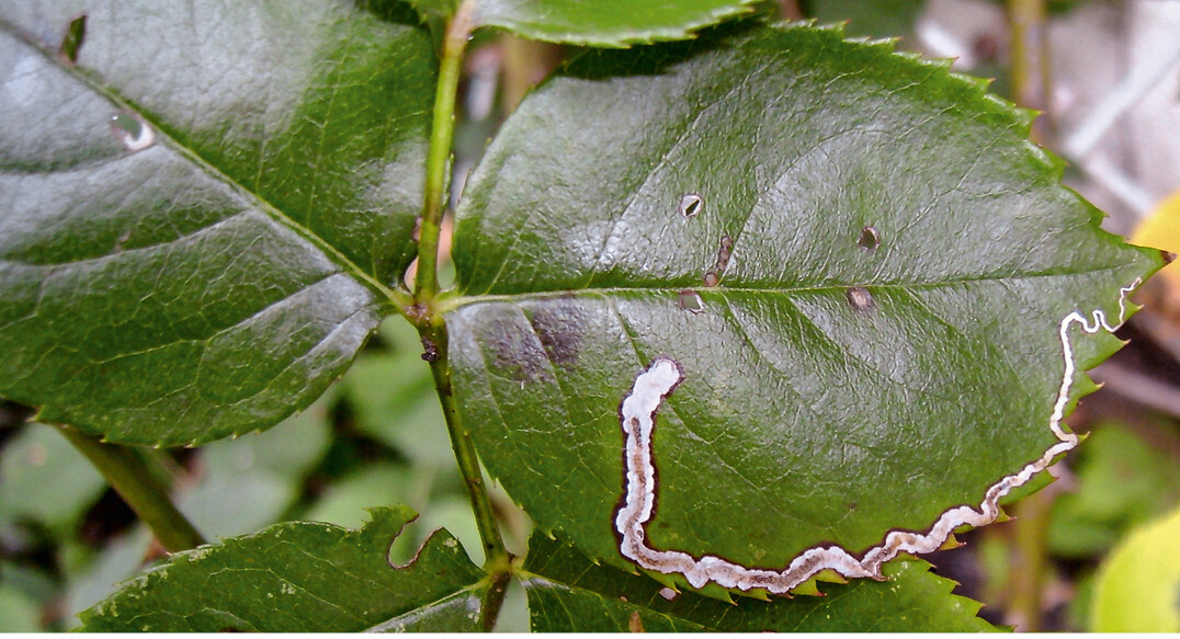 Die Rosenblattminiermotte frisst Minen mit Kotspur.