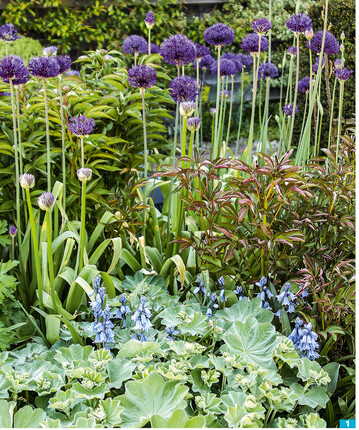 Die Kombination aus Zwiebelblumen (H <em>yacinthoides hispanica </em>, <em>Allium aflatunense </em>‘Purple Sensation‘) und Stauden (Frauenmantel, Pfingstrose) ergibt ein schnes Pflanzbild.