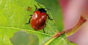 Imago des Roten Pappelblattkfers