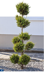 Pompon-Gehölze sind oft die letzten Relikte von bepflanzten Vorgärten.