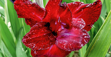 Starke Saugschden durch Gladiolenthrips an den Blttern und an der Blte zeigen sich als silbrige und gelbliche Streifen.