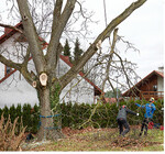 Die alte Walnuss im Garten von Christoph Wälde musste von Pfefferer Baumkultur gefällt werden. Der Baum lebt" mittlerweile in Form von Möbelstücken weiter.