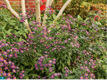 MitAster ageratoides ‘Ezo Murasaki‘ gibt es jetzt endlich auch eine Auslese mit krftig violettblauen Blten.