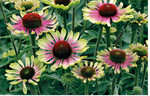 <em>Echinacea purpurea </em>Green Twister von Jelitto
