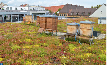 Bei niedriger Gebudehhe kann die Dachbegrnung auch als urbane Bienenweide dienen.