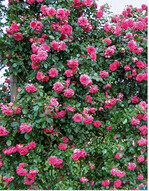 Laguna duftet stark und ist kaum anfällig gegen Krankheiten.