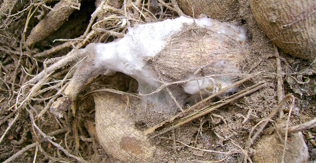 Die <em>Sklerotinia </em>-Fäule hat einen großen Wirtspflanzenkreis.