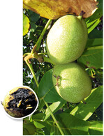 Die Larven der Walnussfruchfliege sorgen nicht nur für optische Beeinträchtigungen, sondern können die ganze Ernte vernichten.