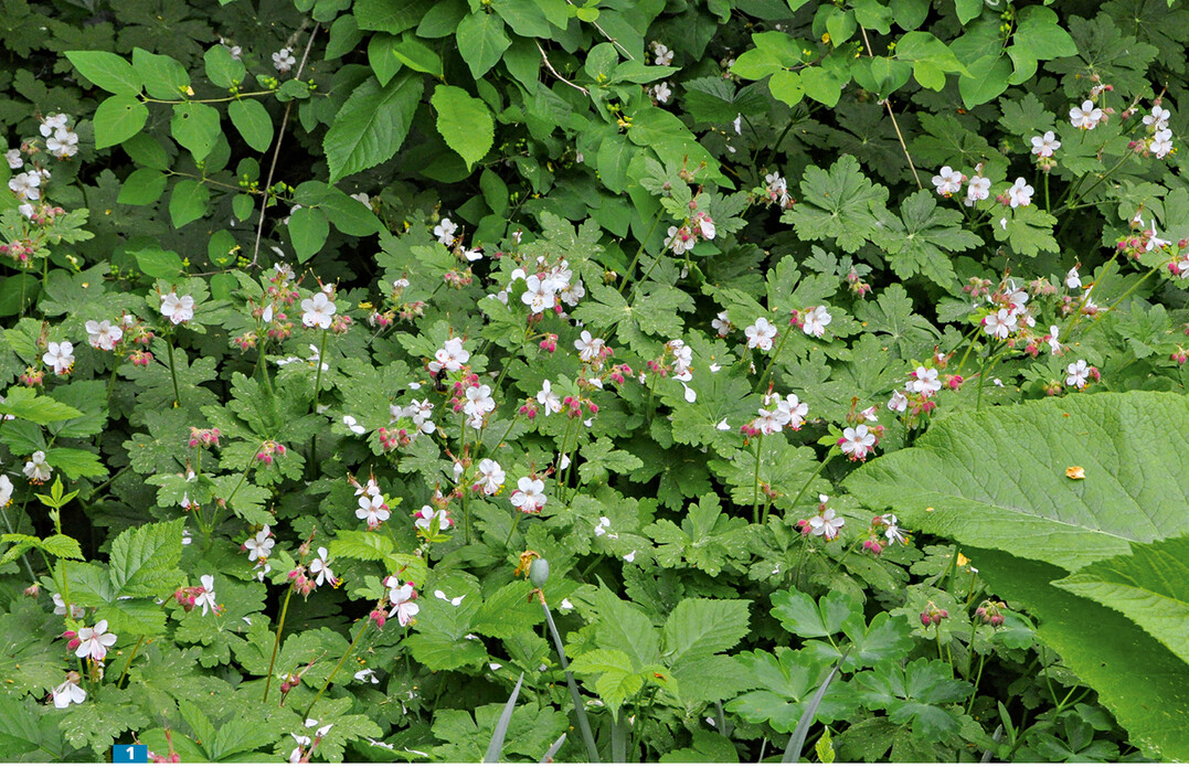 <em>Geranium </em>Spessart bildet dichte Bestände am Gehölzrand; harmoniert aber trotzdem mit Großstauden.