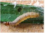 Oben: Raupe des Rotgebänderten Wicklers