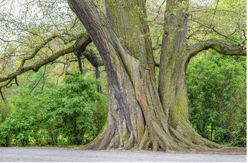 Die Flatter-Ulme, <em>Ulmus laevis </em>, ist immer seltener anzutreffen. Das war ein Grund fr die Wahl zum „Baum des Jahres."