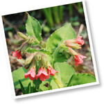 Pulmonaria rubra