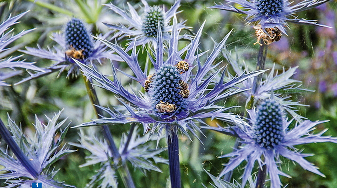 <em>Eryngium bourgatii </em>versorgt Bienen und andere Insekten zuverlässig mit Nektar und Pollen.