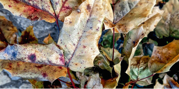 Immergrne wie <em>Mahonia </em>verbrauchen auch im Winter Wasser
