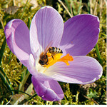 Mit dem Fotografieren können die Schüler zeitig anfangen Frühblüher sind Bienenweiden.