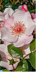 Die Rose Sweet Pretty wird 60 bis 80 cm hoch und wächst buschig.