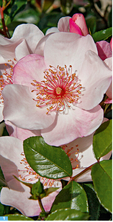 Die Rose ‘Sweet Pretty’ wird 60 bis 80 cm hoch und wchst buschig.