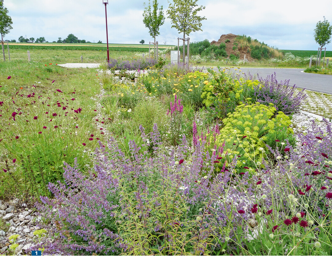 Die mit trockenheitsliebenden Arten bepflanzte Mulde im Baugebiet Willanzheim sieht attraktiv aus und bietet gleichzeitig Insektenfutter (hier: zweites Standjahr).
