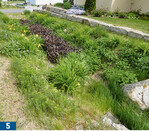 Versickerungsmulde mit frischeliebenden Arten im Baugebiet Willanzheim im achten Standjahr