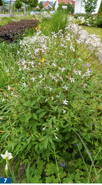 Die Dreiblattspiere ( <em>Gillenia </em> <em>trifoliata </em>) punktet im Frühjahr durch Blütenreichtum und im Herbst durch eine rote Blattfärbung.