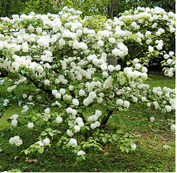 Mit einem Hausmeisterrundschnitt wre dieser Schneeball ( <em>Viburnum plicatum </em>’Grandiflorum‘) nicht zum Blhen gekommen.
