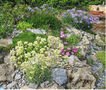 Die Pflanzen sollten mglichst kleinwchsig sein, um auf den meist sehr beengten Flchen dauerhaft miteinander auszukommen – wie diese Gebirgsbewohner (Saxifraga paniculata, Globularia trichocordata undAster alpinus ).