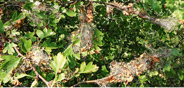 Gespinste an <em>Crataegus </em>sind ein untrgliches Zeichen fr Raupen des Kleinschmetterlings <em>Yponomeuta </em>.