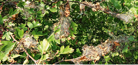 Gespinste an <em>Crataegus </em>sind ein untrgliches Zeichen fr Raupen des Kleinschmetterlings <em>Yponomeuta </em>.