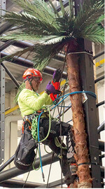 Baumpfleger gehen auf die Palme: Im Kletterforum hatten der Vortrag und die Vorführung zum Thema Arbeiten mit Palmen" viele interessierte Zuhörer.